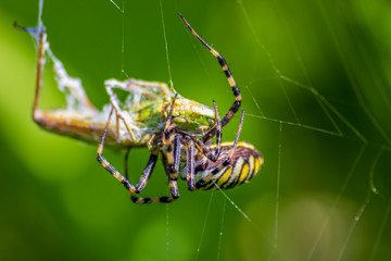 A spider and a spider web. Spider and victim. The concept of getting into the net, getting into trouble.