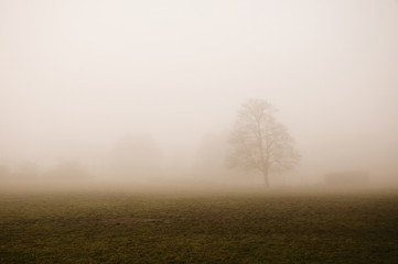 Foggy winter day in a park with lone tree in the foreground