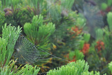 Spider Web in Greenery