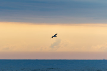Fototapeta na wymiar Seagull Morning Light