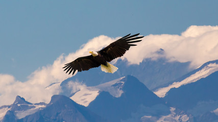 Obrazy na Szkle  Bielik latający i szybujący powoli i majestatycznie na niebie nad wysokimi górami. Pojęcie dzikiej przyrody i czystej natury.