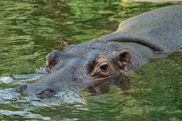 Flusspferd - im Wasser schwimmend