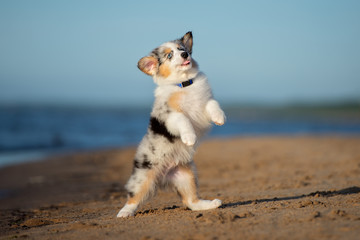 funny australian shepherd puppy dancing on the beach