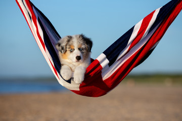 adorable australian shepherd puppy on a beach in a hammock