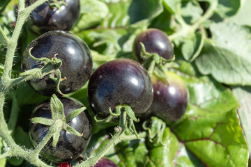 A bunch of black tomatoes on a branch is laid on the table. Bright sunshine. Blurred background.
