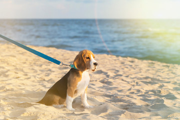 little cute tricolor Beagle puppy, sad look.