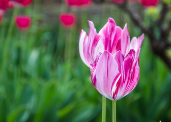 Obraz premium Close-up of beautiful pink tulip flower in the garden, nature concept, selective focus