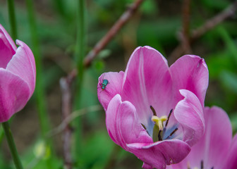 Close-up of beautiful pink  tulip flower in the garden with insect on top, nature concept, selective focus