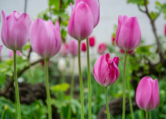 Fototapeta premium Close-up of beautiful pink tulip flower in the garden, nature concept, selective focus