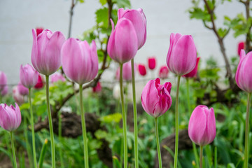 Fototapeta premium Close-up of beautiful pink tulip flower in the garden, nature concept, selective focus