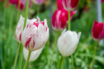 Close-up of beautiful red and white tulip flower in the garden, nature concept, selective focus