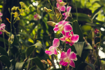 Pink orchid flower in tropical garden background in Thailand. Use for postcard beauty and...