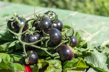 A bunch of black tomatoes on a branch is laid on the table. Bright sunshine. Blurred background.