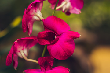 Orchid flower in tropical garden background in Thailand. Use for postcard beauty and agriculture...