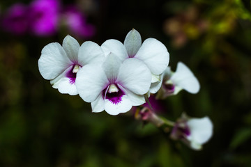 small white orchids outdoor under natural sunlight on a sunny day with natural romantic bokeh...