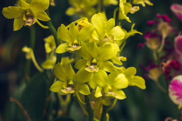 yellow orchid flower in tropical garden background in Thailand. Use for postcard beauty and...
