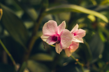 Pink orchid flower in tropical garden background in Thailand. Use for postcard beauty and...