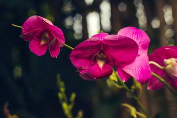 Orchid flower in tropical garden background in Thailand. Use for postcard beauty and agriculture...