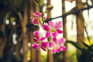 Pink orchid flower in tropical garden background in Thailand. Use for postcard beauty and...