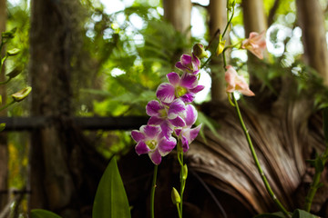 Pink orchid flower in tropical garden background in Thailand. Use for postcard beauty and agriculture idea concept design.