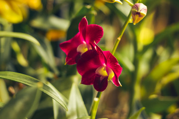 Orchid flower in tropical garden background in Thailand. Use for postcard beauty and agriculture...