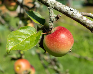 Ripening apple on a branch, next to a green leaf. Bright sunshine. Blurred background.