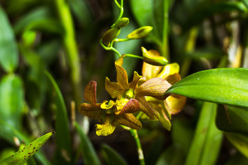 yellow orchid flower in tropical garden background in Thailand. Use for postcard beauty and...