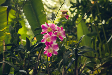 Pink orchid flower in tropical garden background in Thailand. Use for postcard beauty and agriculture idea concept design.