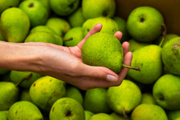 Homemade, fresh and tasty green pear in the hands of a girl.