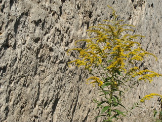 yellow flowers on a rock