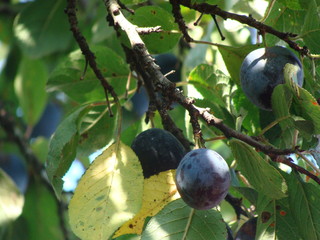 ripe plums on a tree