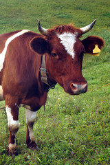 Naklejka na ściany i meble In the summer, a brown cow eats green grass in the meadow.