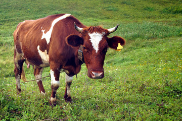Naklejka na ściany i meble In the summer, a brown cow eats green grass in the meadow.