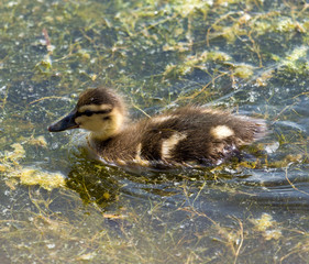 Young ducklings swimming around a local pond