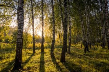 Sunrise in a birch forest on a sunny summer morning with fog.