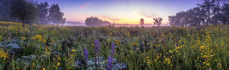 Twilight on a field covered with flowers in summer morning with fog. © Eugene_Photo