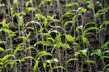 Growing seedlings sweet peppers