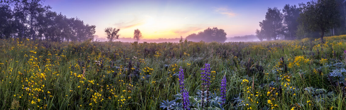 Twilight on a field covered with flowers in summer morning with fog. © Eugene_Photo