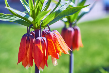 Fritillaria imperialis (crown imperial, fritillary or kaiser crown) is a species of flowering plant in the lily family. Five flowering plants Fritillaria imperialis, close-up.