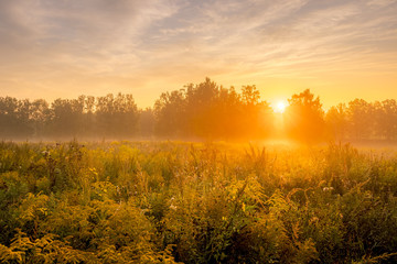 Sunrise on a field covered with flowers in summer morning with fog.