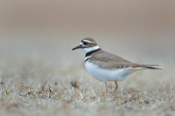 Killdeer (Charadrius vociferus) in grass field at Jones State Park, New York