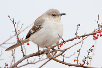Northern Mockingbird (Mimus polyglottos) on branch at Jones State Park, New York