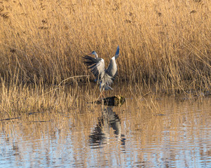 Great blue heron stands tall in a pond
