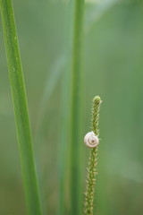 white snail shell sitting on green grass close-up