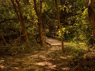 Path and wooden bridge in the forest at sunset