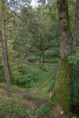 path in the forest