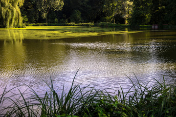 A pond in Arboretum / Kornik/ Wielkopolska/ Poland
