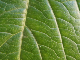 Texture Feuille Verte Full HD Photo