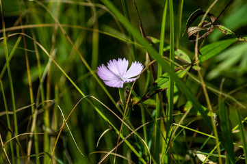 blue flower in grass
