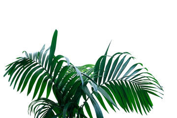 Dark green leaves of rainforest palm tree the tropical foliage plant isolated on white background,...